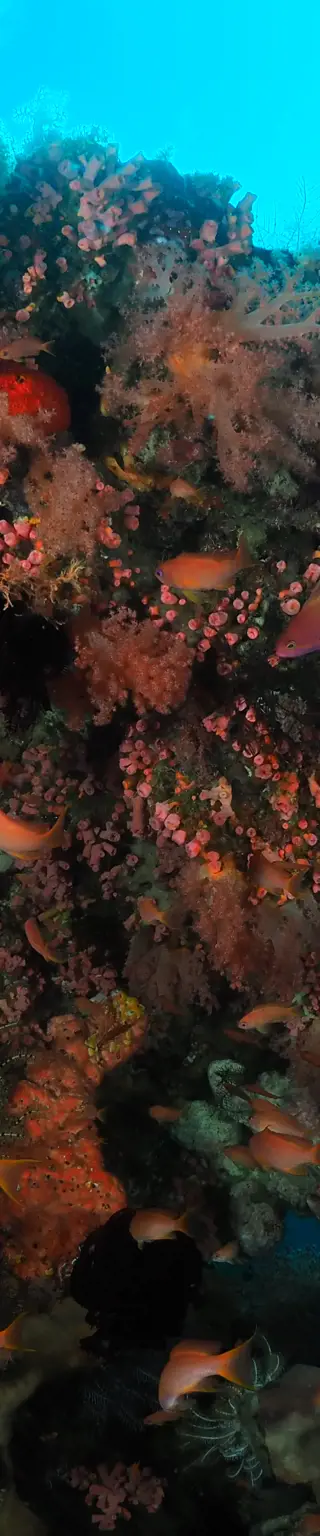 Tauchen im Unterwasserschloss